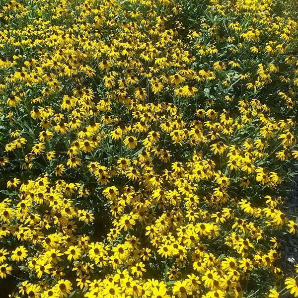 American Gold Rush Black Eyed Susan