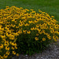 American Gold Rush Black Eyed Susan