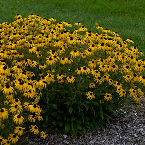 American Gold Rush Black Eyed Susan