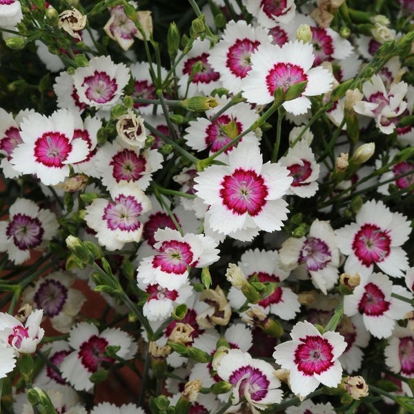 Arctic Fire Dianthus