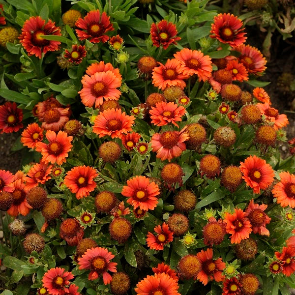 Arizona Red Shades Blanket Flower