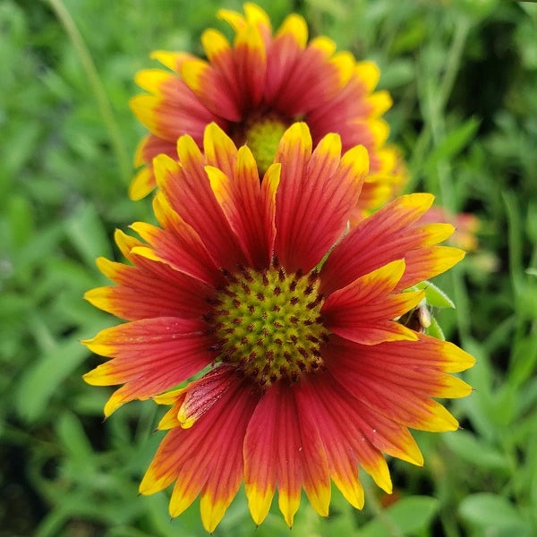 Arizona Sun Blanket Flower