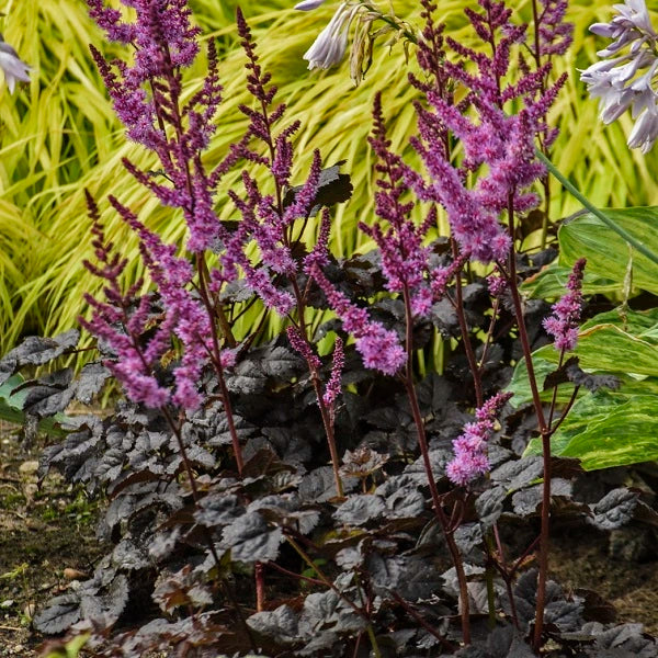 Dark Side of the Moon Astilbe