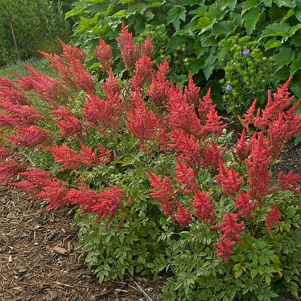 August Light Astilbe