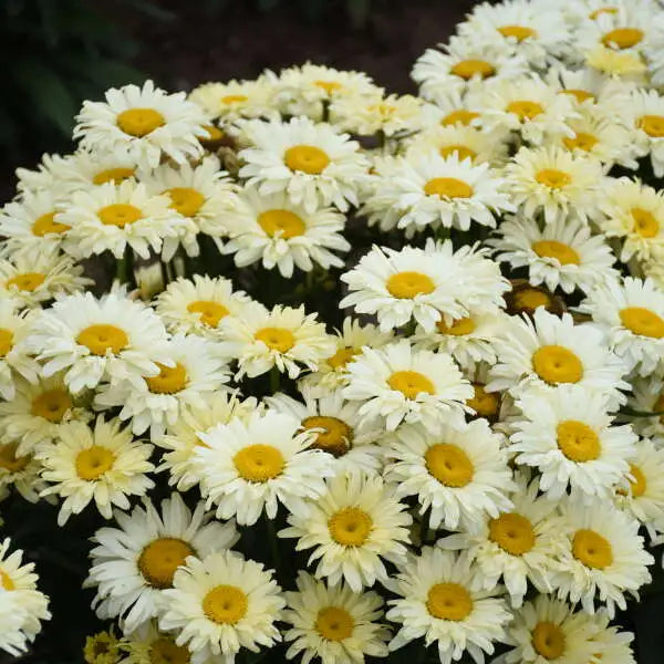 Banana Cream II Shasta Daisy