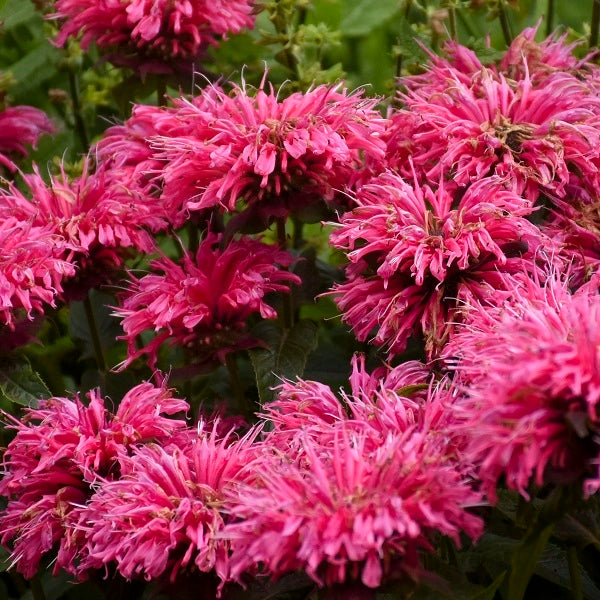 Pardon My Pink BeeBalm