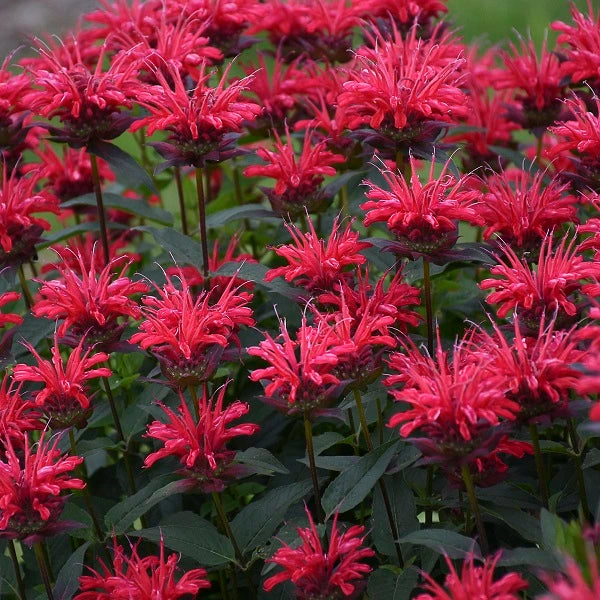 Red Velvet BeeBalm