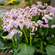 Fairytale Romance Heartleaf Bergenia