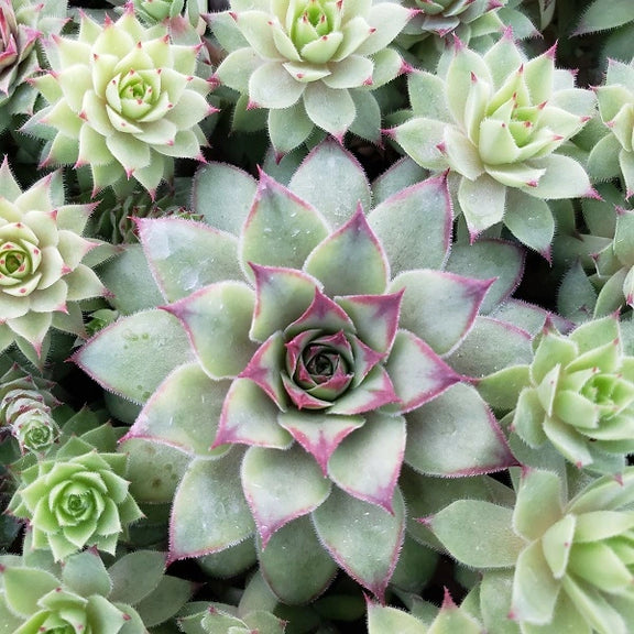 wild succulent plants Bronco Hen & Chicks Succulent