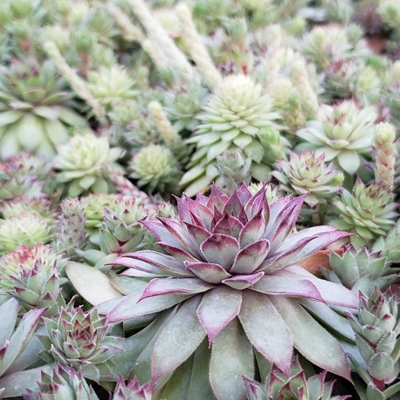 succulent wild Bronco Hen & Chicks Succulent