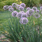 Bubble Bath Ornamental Onion