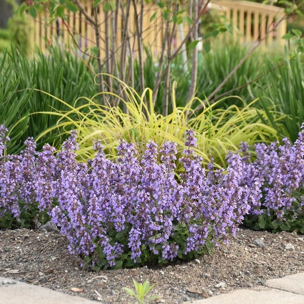 Cat's Pajamas Catmint