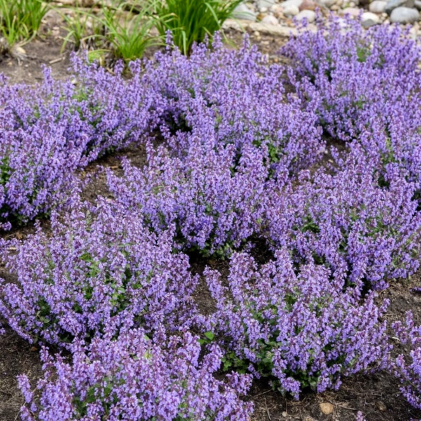 Cat's Pajamas Catmint