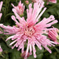 Centerpiece Chrysanthemum