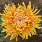 Cheerleader Chrysanthemum