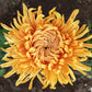 Cheerleader Chrysanthemum