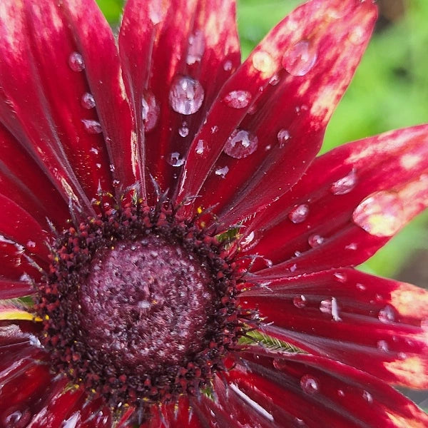 Cherry Brandy Black Eyed Susan