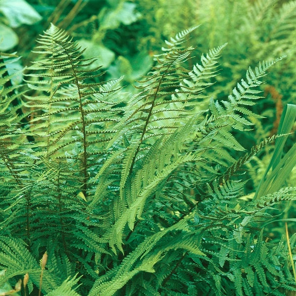 Christmas Fern