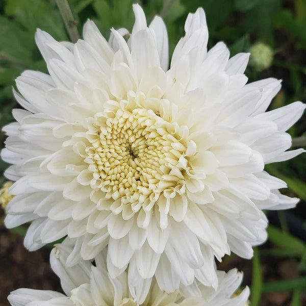 Powder River Chrysanthemum