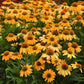 Sombrero® Granada Gold Coneflower