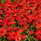 Sombrero® Salsa Red Coneflower