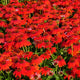 Sombrero® Salsa Red Coneflower