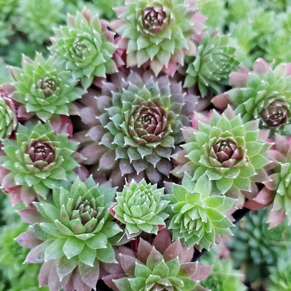 hens & chicks succulent scientific name Coral Red Hen & Chicks Succulent – Wild & Son