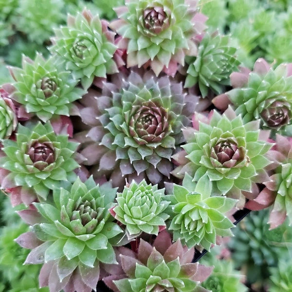 Coral Red Hen and Chicks