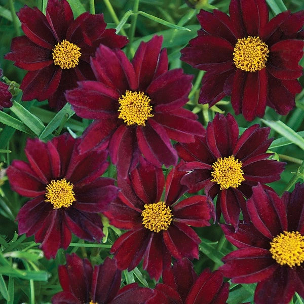 Mercury Rising Coreopsis