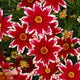 Ruby Frost Coreopsis