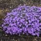 Crater Lake Hybrid Spring Phlox