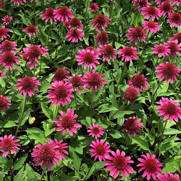 Delicious Candy Coneflower