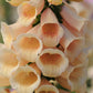 Dalmatian Peach Foxglove