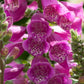 Dalmatian Purple Foxglove