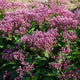 Euphoria™ Ruby Joe Pye Weed