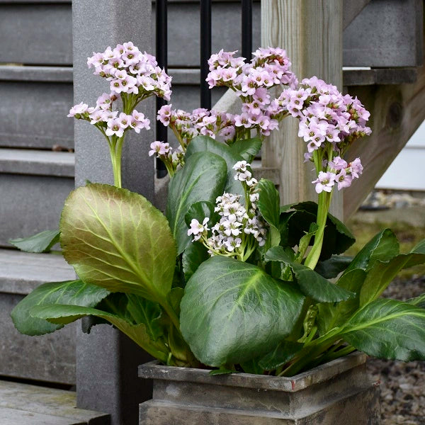 Fairytale Romance Heartleaf Bergenia