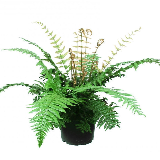 Jurassic Gold Fern