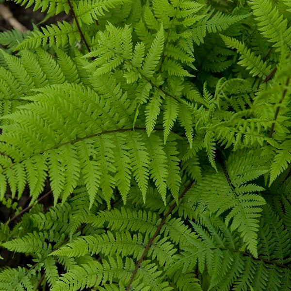 Lady in Red Fern