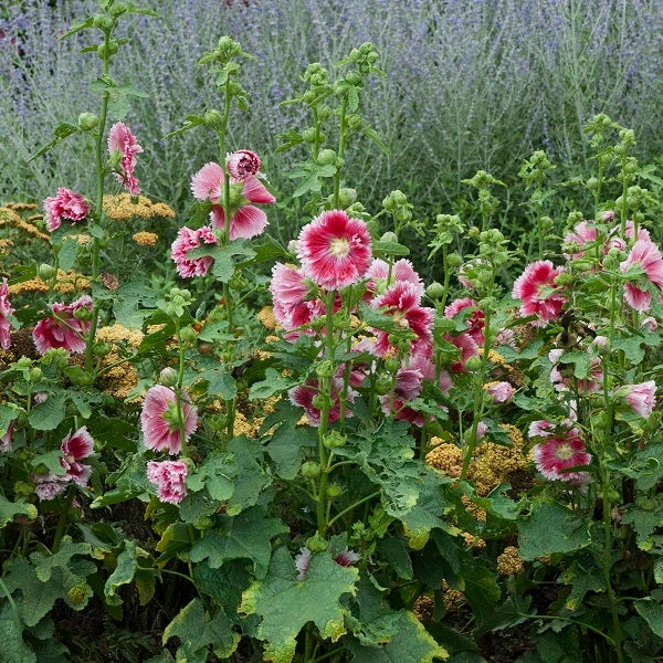 Fiesta Time Hollyhock