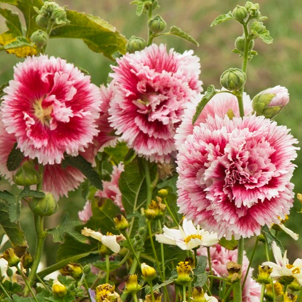 Fiesta Time Hollyhock