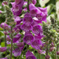 Dalmatian Purple Foxglove