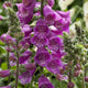 Dalmatian Purple Foxglove