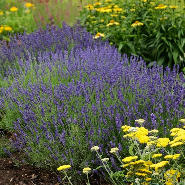 Fragrant English Purple