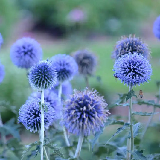 indoor thistle plant Globe Thistle