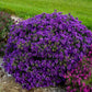 Grape Crush New England Aster