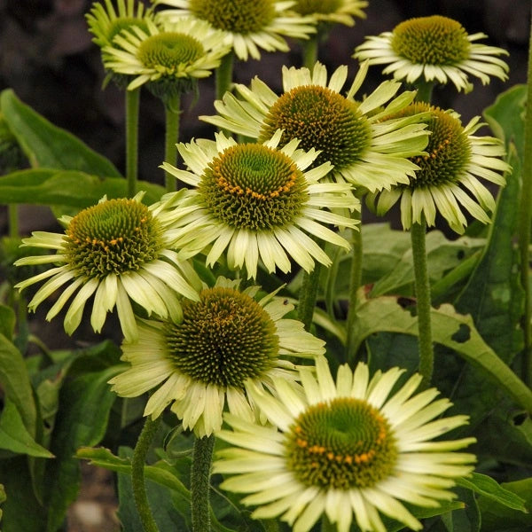 Green Jewel Coneflower