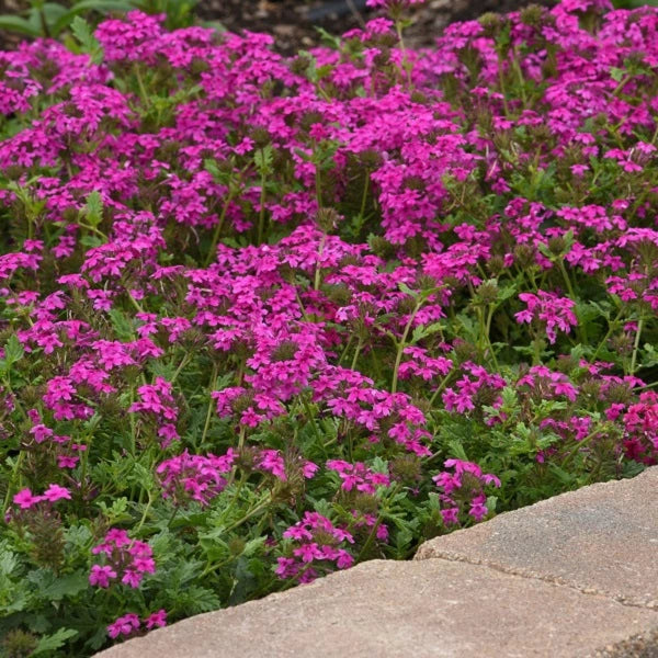 Homestead Hot Pink Verbena