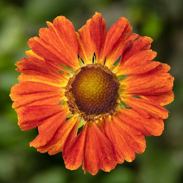 HayDay Orange Helenium