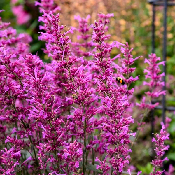 Royal Raspberry Hyssop