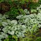 Jack Frost Brunnera